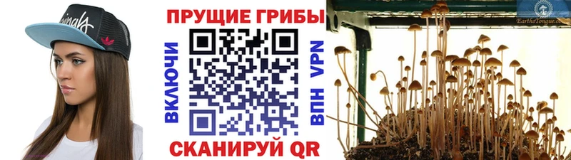 Псилоцибиновые грибы GOLDEN TEACHER  Купить  Биробиджан 